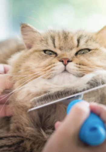 cat at vet